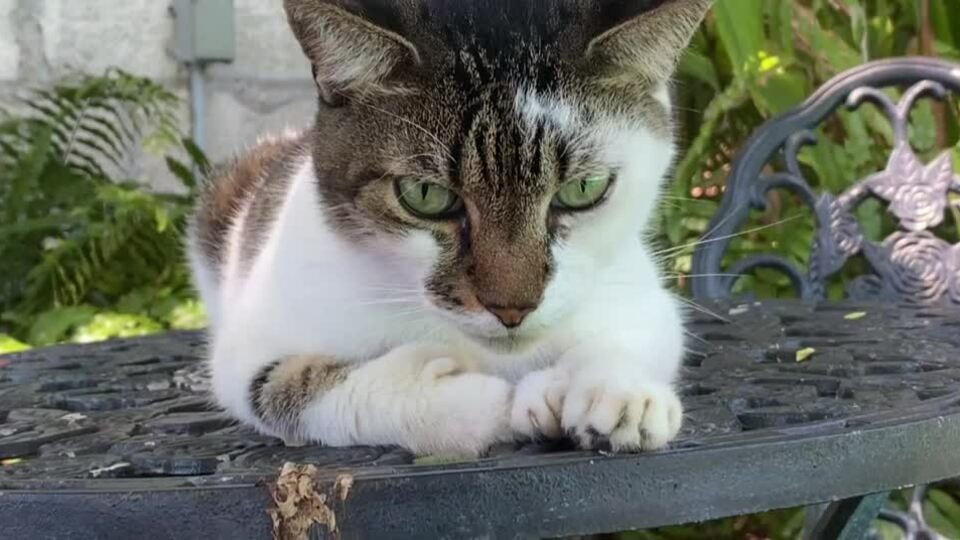 Đàn mèo 6 ngón chân thu hút khách khi tham quan nhà của Hemingway