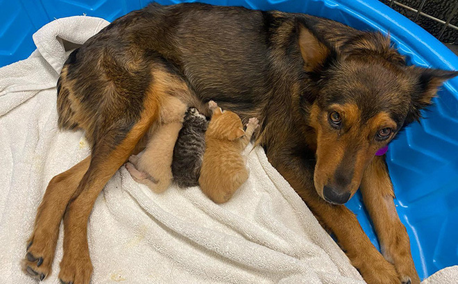 Chó mẹ cắn toạc tấm nệm tìm con đã chết, sự xuất hiện của 4 chú mèo đã 'viết nên cổ tích'