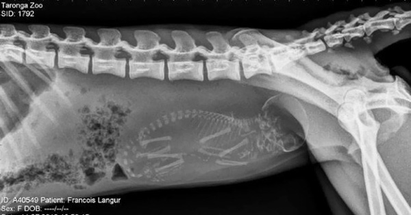 Cận cảnh hình chụp X-quang một cô mèo đang mang thai và loạt ảnh động vật mang bầu khiến người xem rùng mình nhưng rồi thấy đẹp khó tả