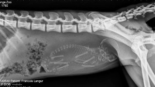 Cận cảnh hình chụp X-quang một cô mèo đang mang thai và loạt ảnh động vật mang bầu khiến người xem rùng mình nhưng rồi thấy đẹp khó tả