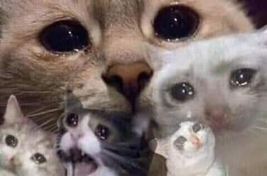 Meme Mèo Khóc là gì, có nguồn gốc từ đâu và các biến thể hài hước từ cộng đồng mạng