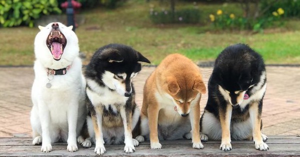 Chú chó Shiba được mệnh danh "vua phá sóng" mỗi lần chụp ảnh chung với hội anh em