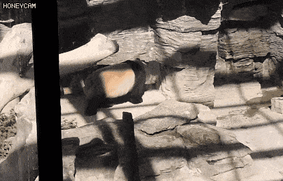 Hình ảnh &quot;Quốc bảo Trung Quốc&quot; bị hói đầu khiến cộng đồng mạng lo lắng, sau khi biết được nguyên nhân thật sự mọi người &quot;cười ra nước mắt&quot; - Ảnh 4.