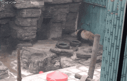 Hình ảnh &quot;Quốc bảo Trung Quốc&quot; bị hói đầu khiến cộng đồng mạng lo lắng, sau khi biết được nguyên nhân thật sự mọi người &quot;cười ra nước mắt&quot; - Ảnh 3.