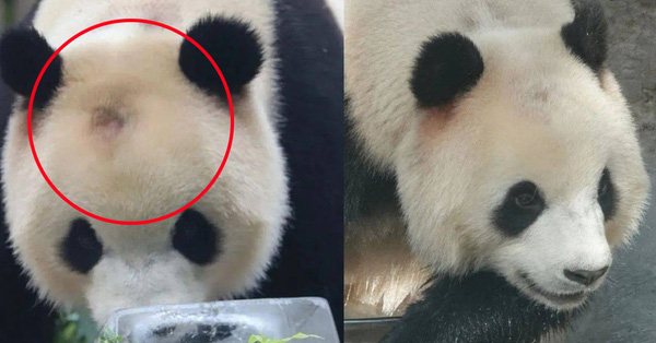 Hình ảnh "Quốc bảo Trung Quốc" bị hói đầu khiến cộng đồng mạng lo lắng, nguyên nhân thật sự lại rất buồn cười