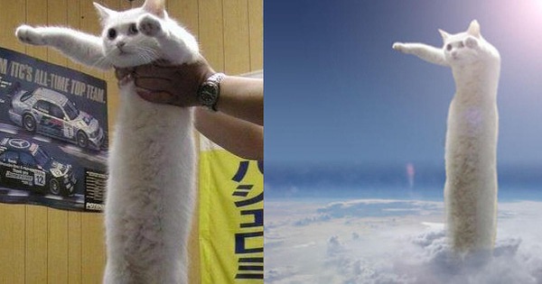 Nobiko - chú mèo huyền thoại Internet với bức ảnh meme "Con mèo dài ngoằng" qua đời ở tuổi 18