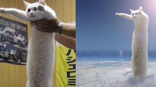 Nobiko - chú mèo huyền thoại Internet với bức ảnh meme "Con mèo dài ngoằng" qua đời ở tuổi 18