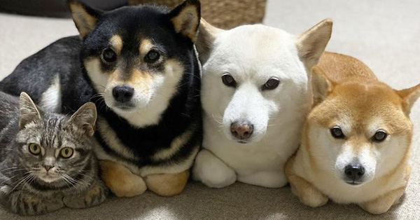 Ở lâu ngày với băng khuyển shiba, mèo Mỹ lông ngắn biến thành chó lúc nào không hay!