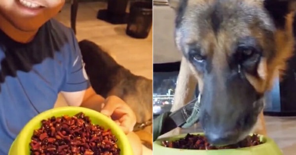 Chú chó giàn giụa nước mắt vì bị chủ bắt ăn ớt để quay video "đu trend" TikTok: Khi ngược đãi động vật núp bóng video giải trí vô hại