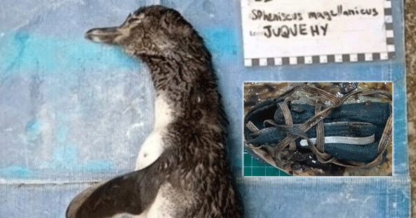 Chim cánh cụt chết thảm vì nuốt phải khẩu trang