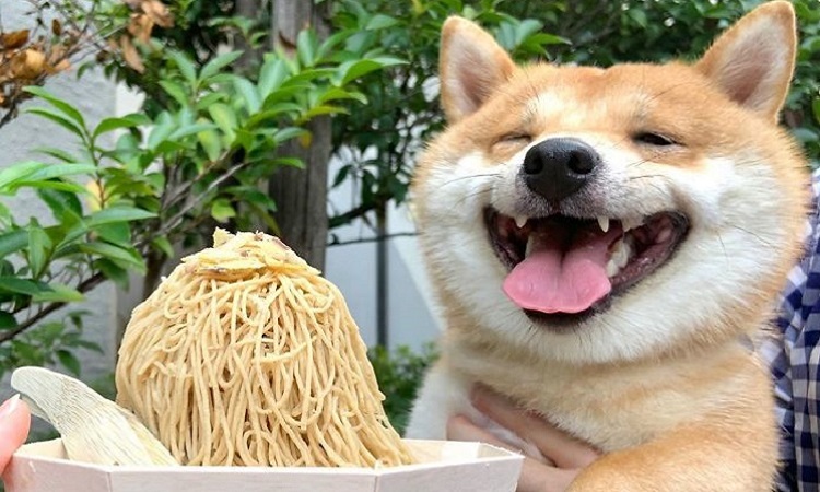 Chó Shiba nổi tiếng vì nụ cười tươi như mặt trời