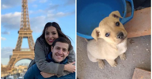 Cặp đôi lên mạng nhận nuôi hàng chục chú chó đáng thương lấy nước mắt dân mạng nhưng thật ra là đem cho làm thức ăn cho rắn