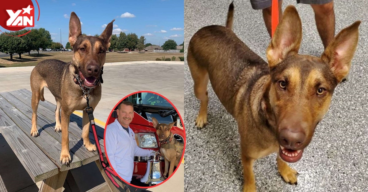 Bị chủ cũ bỏ rơi, cô chó bơ vơ trên đường cùng bức thư đau lòng