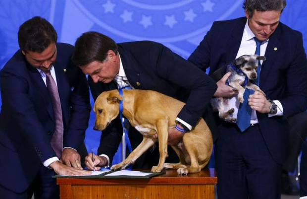 Chú chó "số má" nhất Brazil: Đại diện anh em bốn chân cả nước đi kí bộ luật cấm ngược đãi động vật với Tổng thống