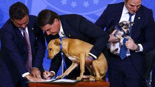 Chú chó "số má" nhất Brazil: Đại diện anh em bốn chân cả nước đi kí bộ luật cấm ngược đãi động vật với Tổng thống