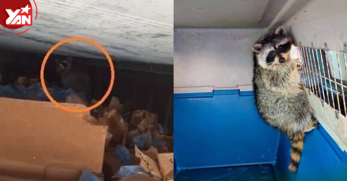 Chán Mỹ, một chú gấu mèo đã “vượt biên” nửa vòng trái đất tới Việt Nam