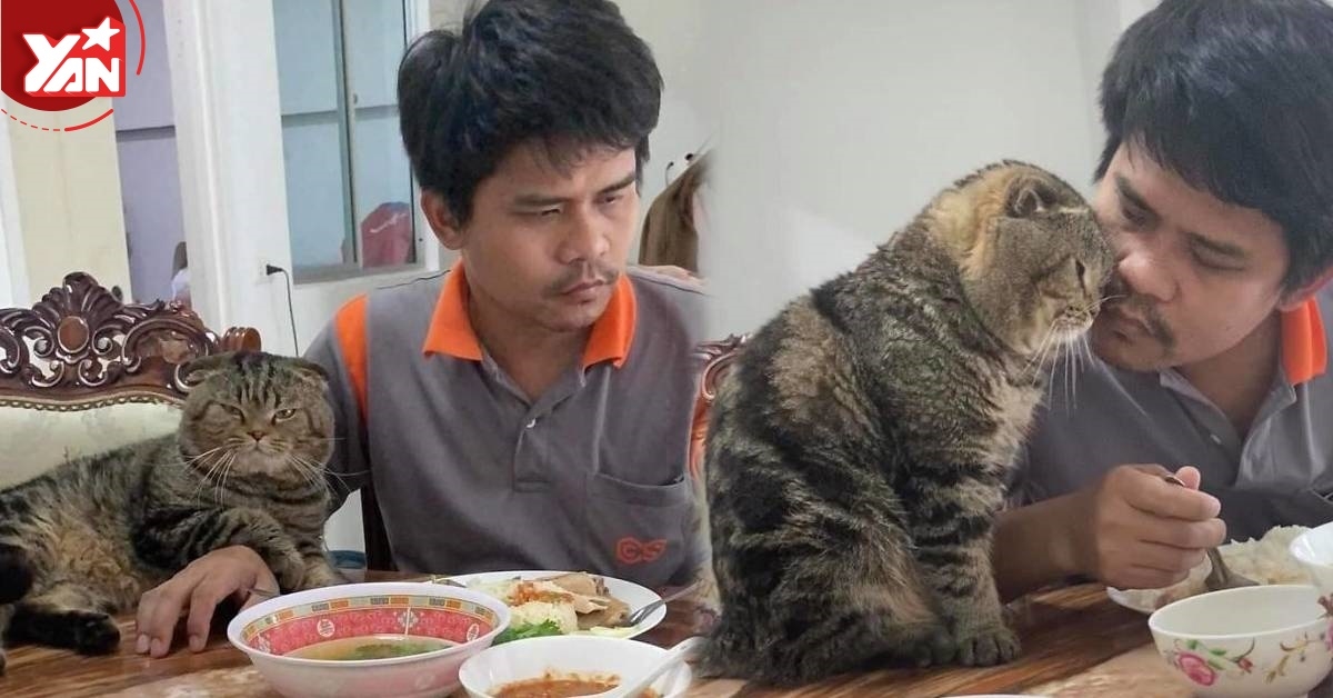 Tức mà không làm gì được với chú mèo "Tuesday" nổi đình nổi đám