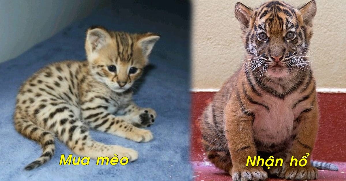 Bỏ gần 165 triệu đồng để mua mèo, cặp vợ chồng nhận về một chú hổ con