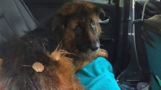 Chó tự đào ra khỏi mộ khi bị chủ chôn sống