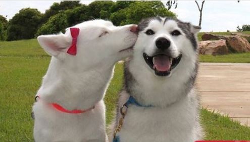 Dùng Mỹ Khuyển Kế - Băng trộm thả chó cái để quyến rũ đàn chó canh nhà và trộm đi 700 triệu đống