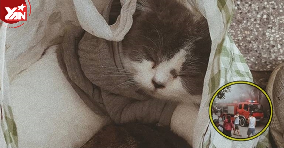 Chung cư báo cháy, chàng trai chỉ nhớ mang theo bốn chú mèo đang ngủ