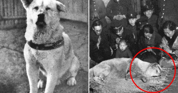 Những bức ảnh hiếm hoi về Hachikō - biểu tượng trung thành của người Nhật khiến người xem cảm tưởng câu chuyện đau lòng ấy đang diễn ra trước mắt