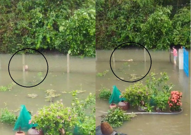 Cảm động chú chó bơi hơn 1 km trong nước lũ miền Trung để tìm chủ