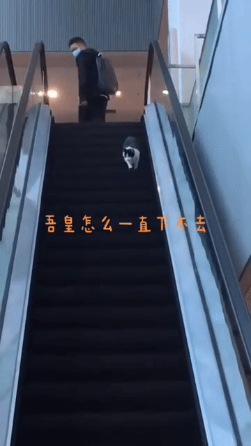 Mèo ngớ ngẩn chạy ngược thang cuốn hút 6 triệu views trong 24 giờ - Ảnh 2.