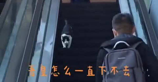 Mèo ngớ ngẩn chạy ngược thang cuốn hút 6 triệu views trong 24 giờ