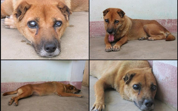 Cảm động chú chó Việt mù lòa vẫn nằm canh mộ chủ suốt 5 năm, cư dân mạng đồng loạt gọi chú là Hachiko Việt Nam