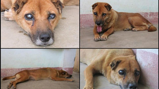 Cảm động chú chó Việt mù lòa vẫn nằm canh mộ chủ suốt 5 năm, cư dân mạng đồng loạt gọi chú là Hachiko Việt Nam