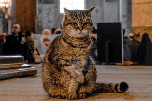 Chú mèo nổi tiếng ở thánh đường Hagia Sophia - Istanbul qua đời ở tuổi 16.
