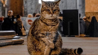 Chú mèo nổi tiếng ở thánh đường Hagia Sophia - Istanbul qua đời ở tuổi 16.