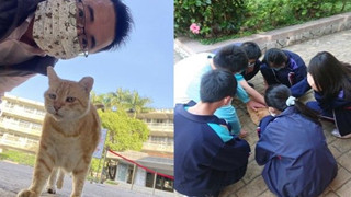 Mèo Béo A Phì lên làm phó hiệu trưởng của trường học tại Đài Loan - Nhiệm vụ chính là ăn, ngủ và phơi bụng cho cả trường yêu thương