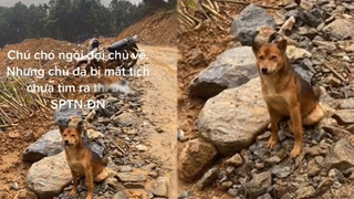 Gia đình chủ mất tích sau vụ lở đất, chú chó ngồi chờ nhiều ngày liền