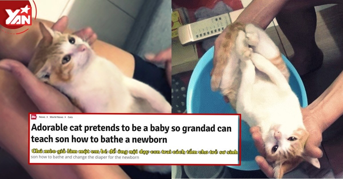 "Diễn viên" mèo bất đắc dĩ Lạc Lạc: Được báo quốc tế khen ngoan ngoãn