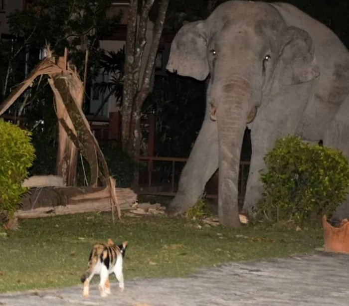 Choáng váng với hình ảnh boss mèo đuổi đánh một con voi đi vào nhà dân để tìm thức ăn