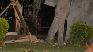 Choáng váng với hình ảnh boss mèo đuổi đánh một con voi đi vào nhà dân để tìm thức ăn