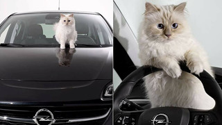 Cuộc sống sang chảnh của mèo 'giàu nhất thế giới'