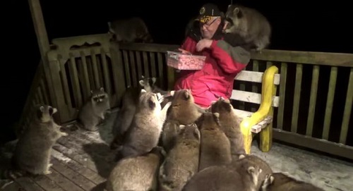 Ông lão bị đàn gấu mèo xin ăn suốt 20 năm khiến cho con nào cũng mập như heo