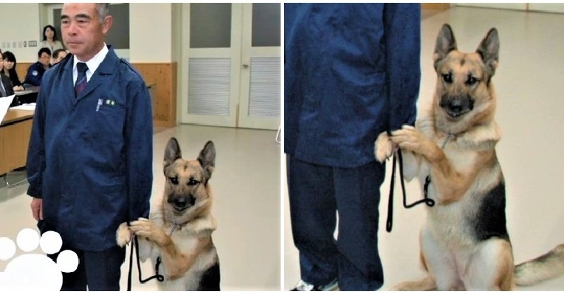 Chú chó nghiệp vụ cực giỏi được tuyên dương nhận thưởng nhưng lại xấu hổ bám chủ mãi không buông