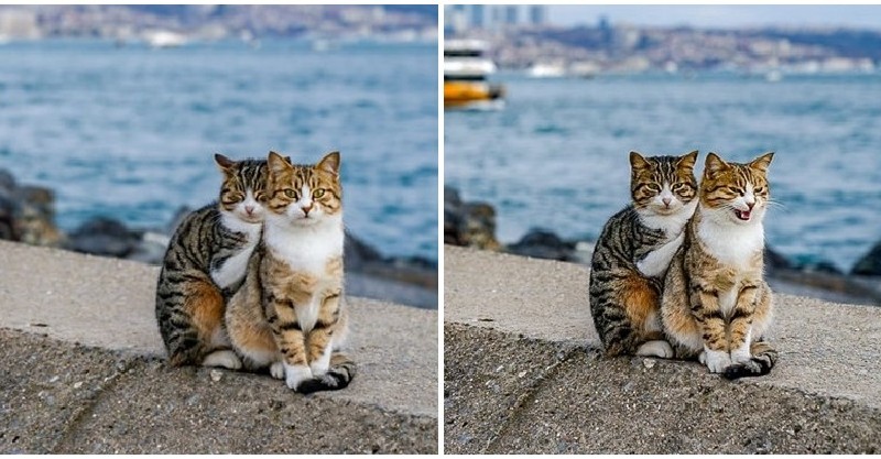 Cư dân mạng như tan chảy với loạt ảnh lũ mèo hoang cực kì hiền lành và thân thiện