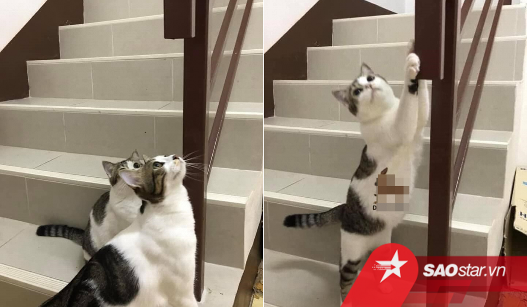 Anh chồng ͏g͏iấ͏u ͏q͏uỹ đ͏e͏n ở nơi hoàn hảo nhưng vẫn ͏bị ͏bạ͏i ͏lộ chỉ vì hai con mèo