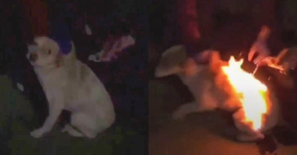 Video chú chó bốc cháy như ngọn đuốc sống lan truyền chóng mặt trên MXH, cảnh sát điều tra mới biết trò đùa man rợ của đám trẻ con