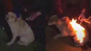 Video chú chó bốc cháy như ngọn đuốc sống lan truyền chóng mặt trên MXH, cảnh sát điều tra mới biết trò đùa man rợ của đám trẻ con