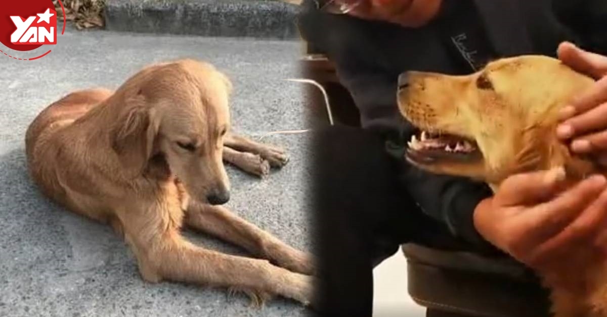 Chú chó tưởng bị bỏ rơi liền đi hơn 100km suốt nửa tháng về tìm chủ