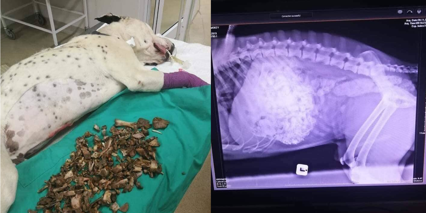 Chú chó bị tắc đường tiêu hóa vì thói quen cho chó gặm xương gây nguy hiểm nghiêm trọng