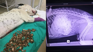 Chú chó bị tắc đường tiêu hóa vì thói quen cho chó gặm xương gây nguy hiểm nghiêm trọng
