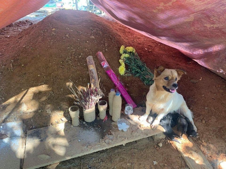 Sau 1 tháng sạt lở Trà Leng, chó mẹ và đàn con vẫn ở bên mộ chủ khóc, bỏ ăn, đuổi không đi