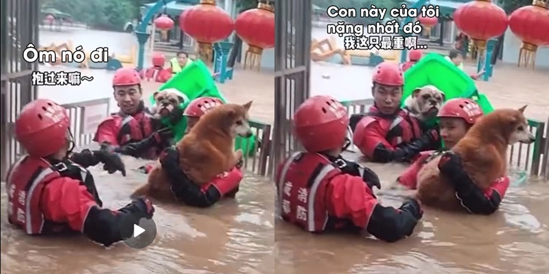 CĐM chết cười khi anh lính cứu hỏa cứu chú chó vượt lũ bằng thùng rác chỉ vì nó quá nặng